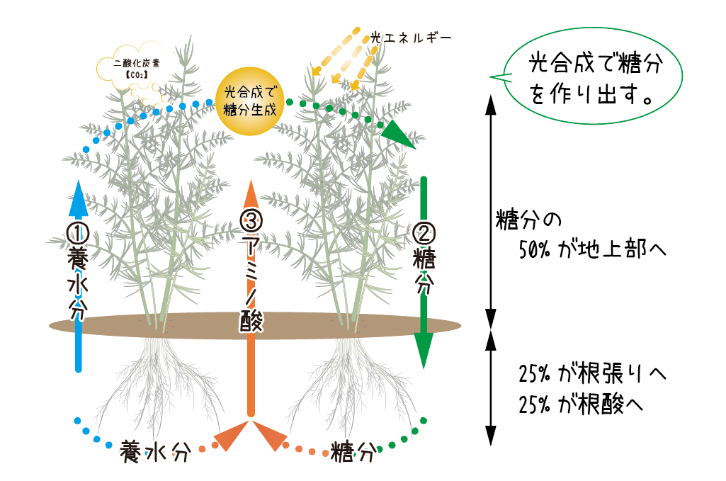 光合成とは | サナテックシード（株）｜種苗・農業資材の販売