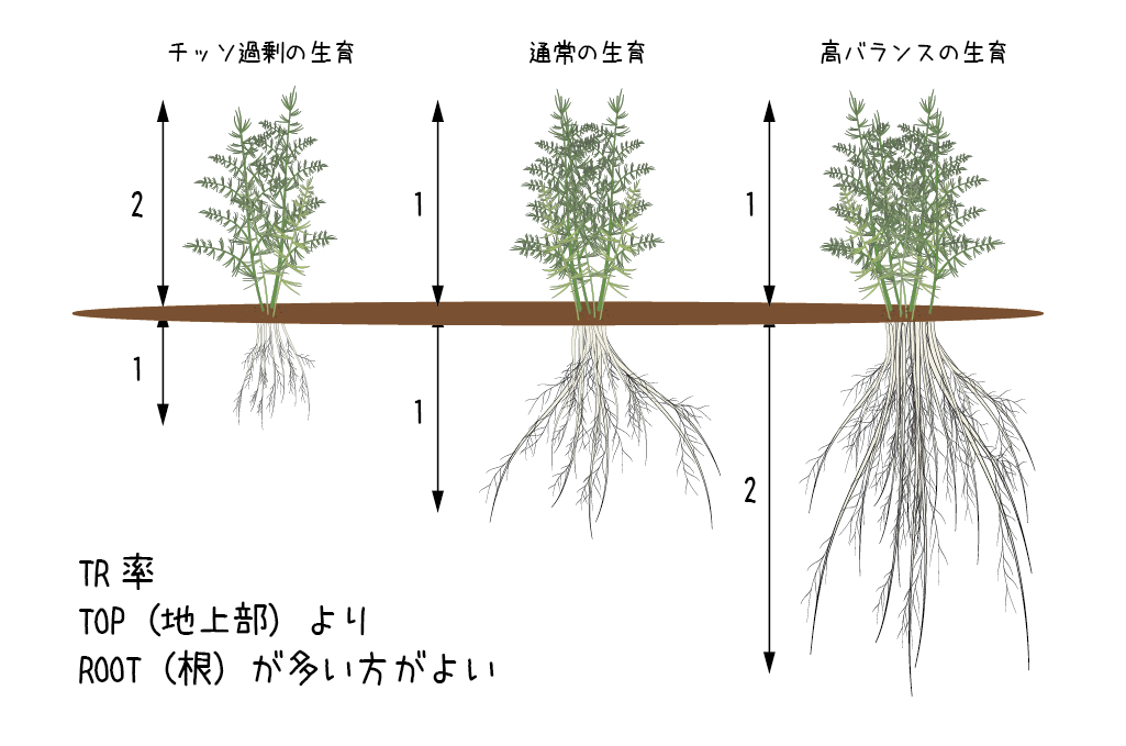 光合成とは | サナテックシード（株）｜種苗・農業資材の販売