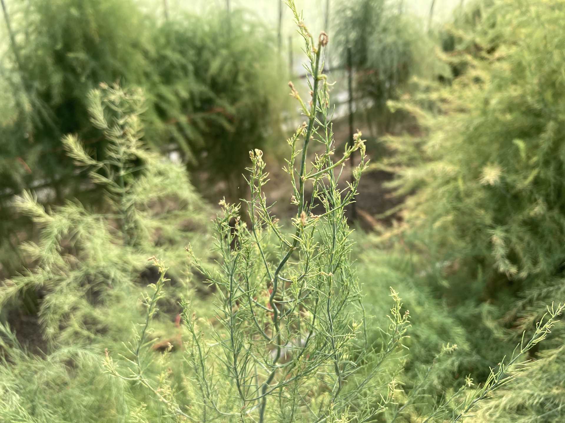 アスパラガス栽培INFO | サナテックシード（株）｜種苗・農業資材の販売