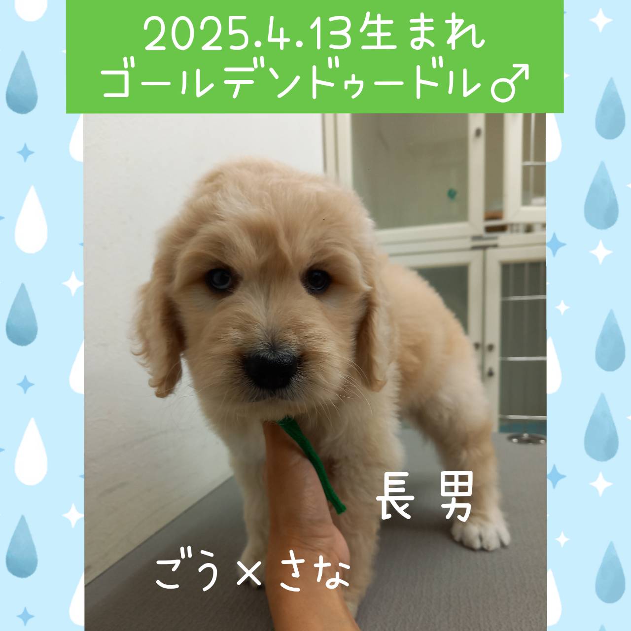 ごう×さなの子　長男くん♂