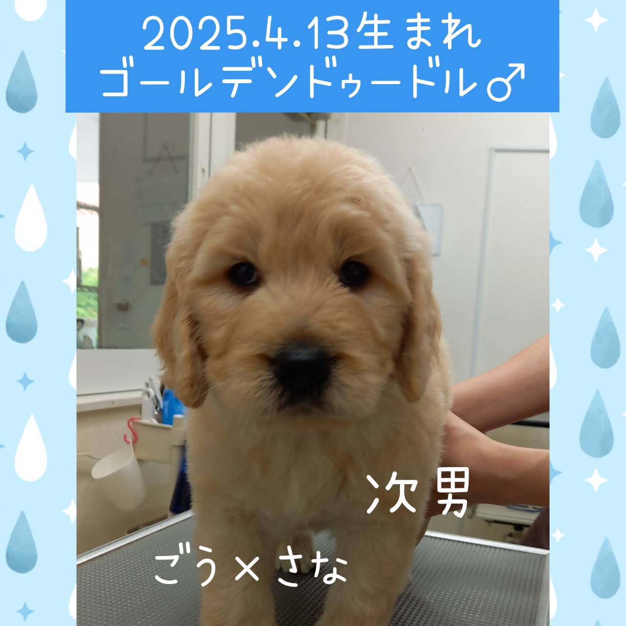 ごう×さなの子　次男くん♂