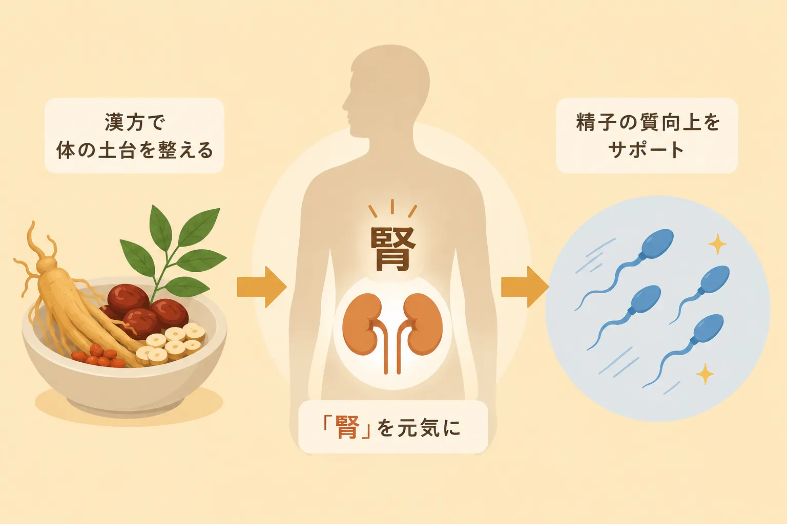 漢方で精子の質を向上