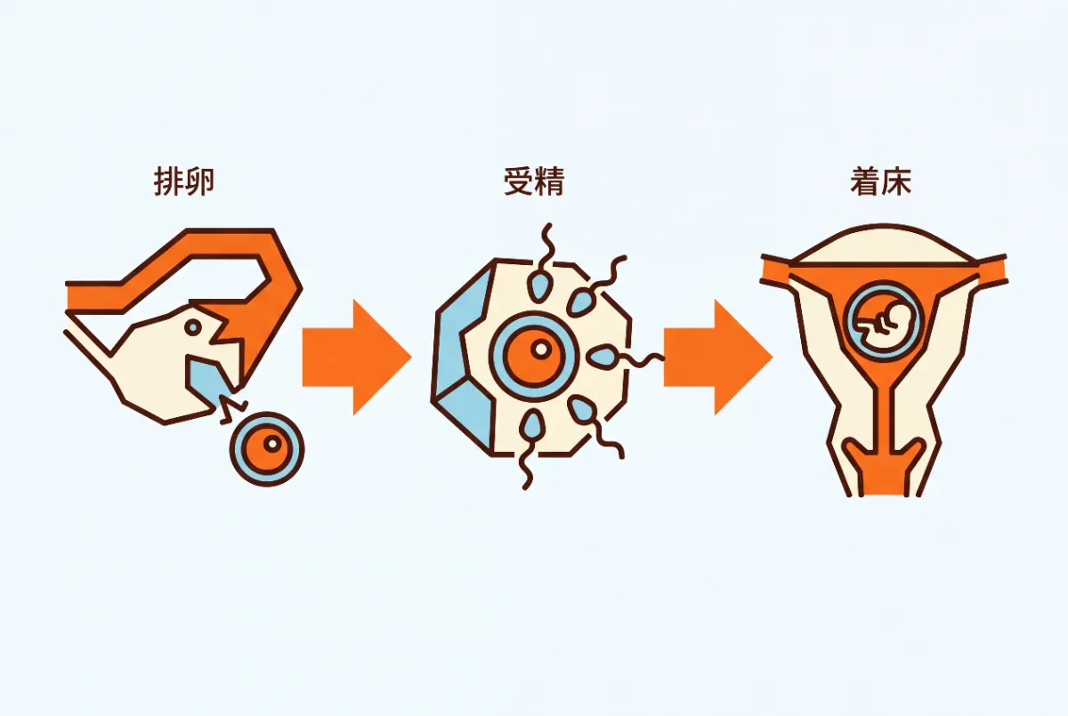 基礎体温と排卵の有無