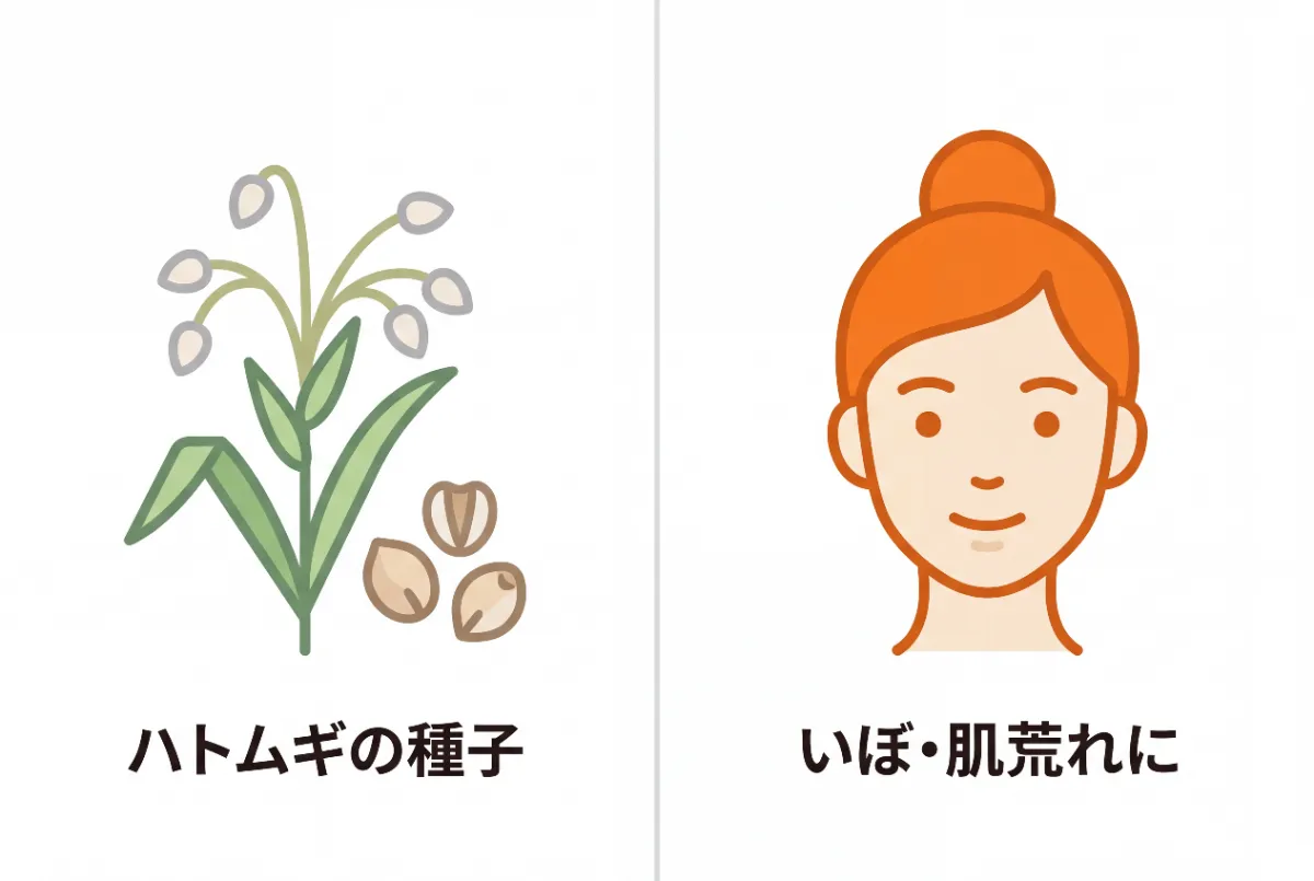 A simple minimalist vector illustration explaining Yokuinin (Job's tears seed) and its benefits, spl