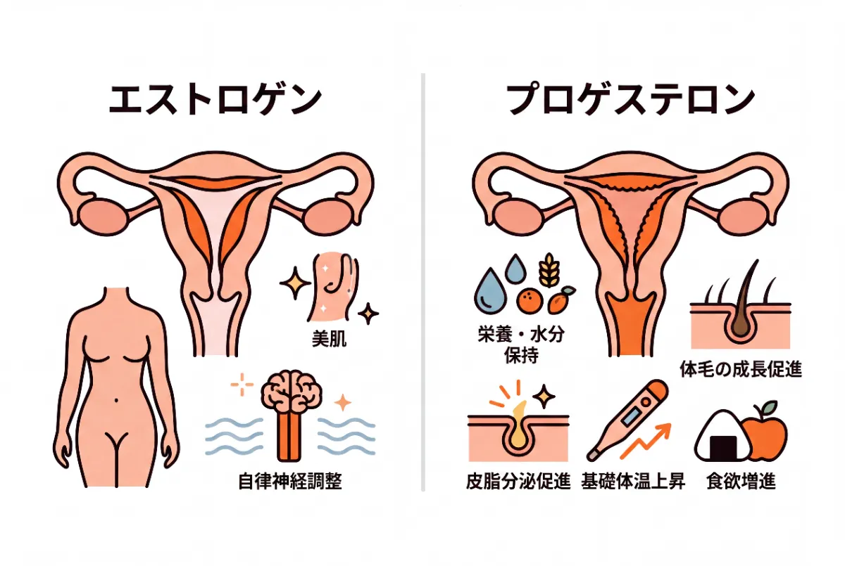 エストロゲンとプロゲステロン