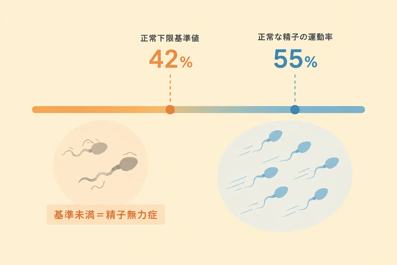精子の運動率の基準比較