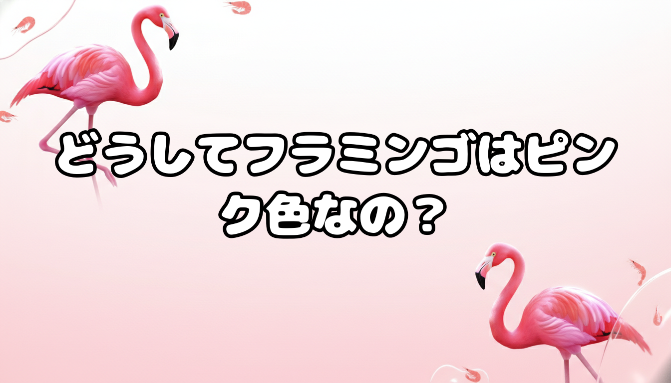 どうしてフラミンゴはピンク色なの?
