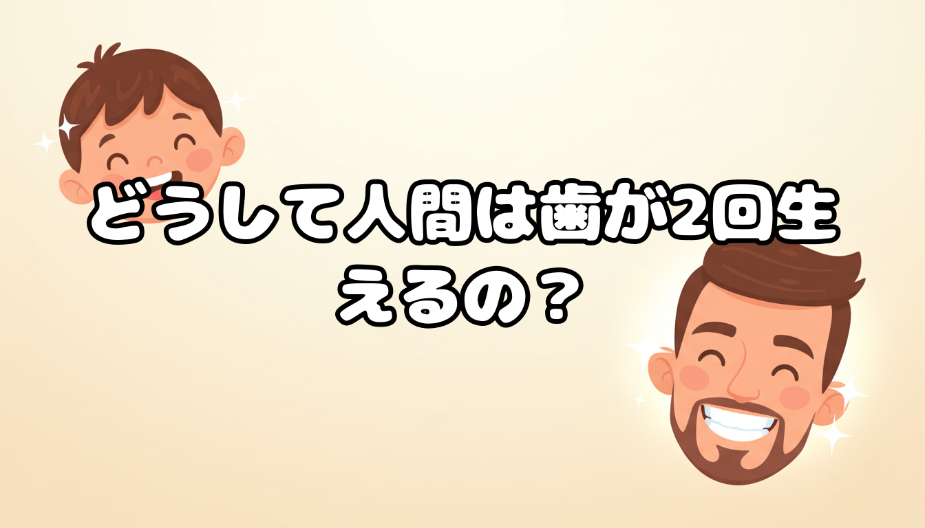 どうして人間は歯が2回生えるの?