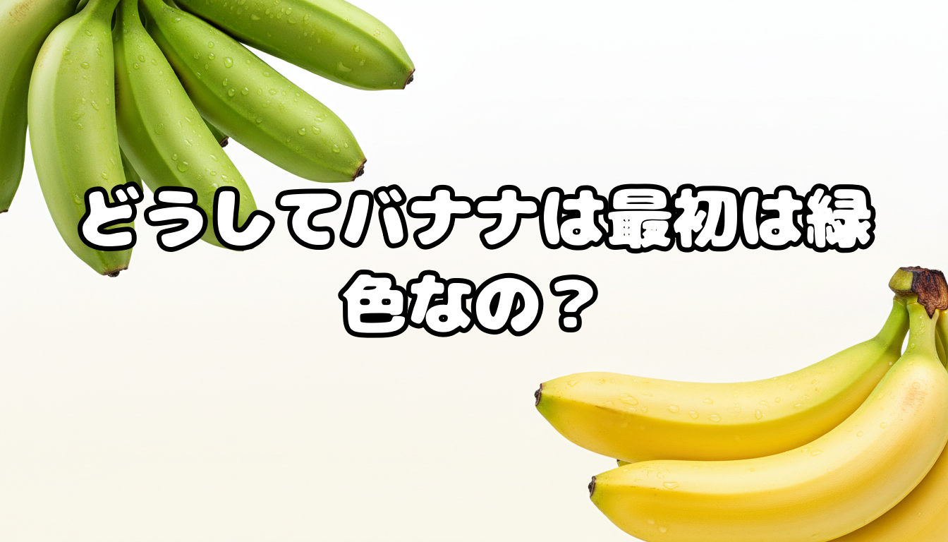 どうしてバナナは最初は緑色なの?
