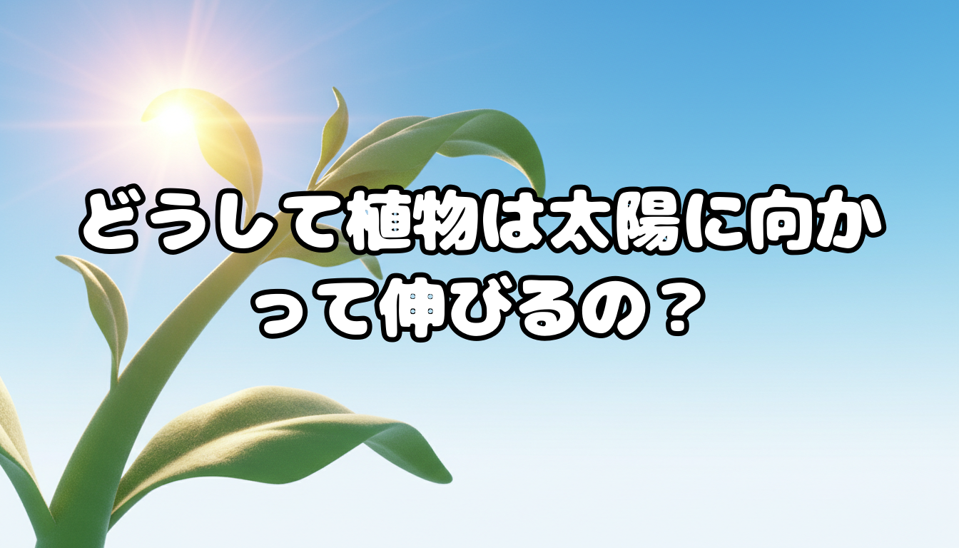 どうして植物は太陽に向かって伸びるの?