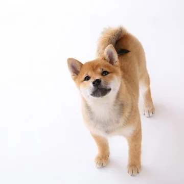 柴犬