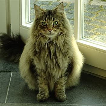 ノルウェージャンフォレストキャット