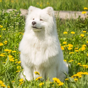 サモエド