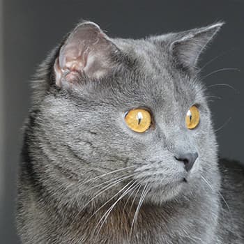 シャルトリュー