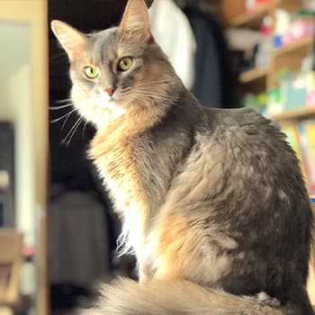 ソマリ