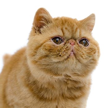 エキゾチック・ショート