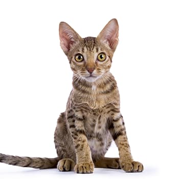 オシキャット