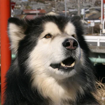 アラスカン・マラミュート