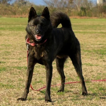 甲斐犬