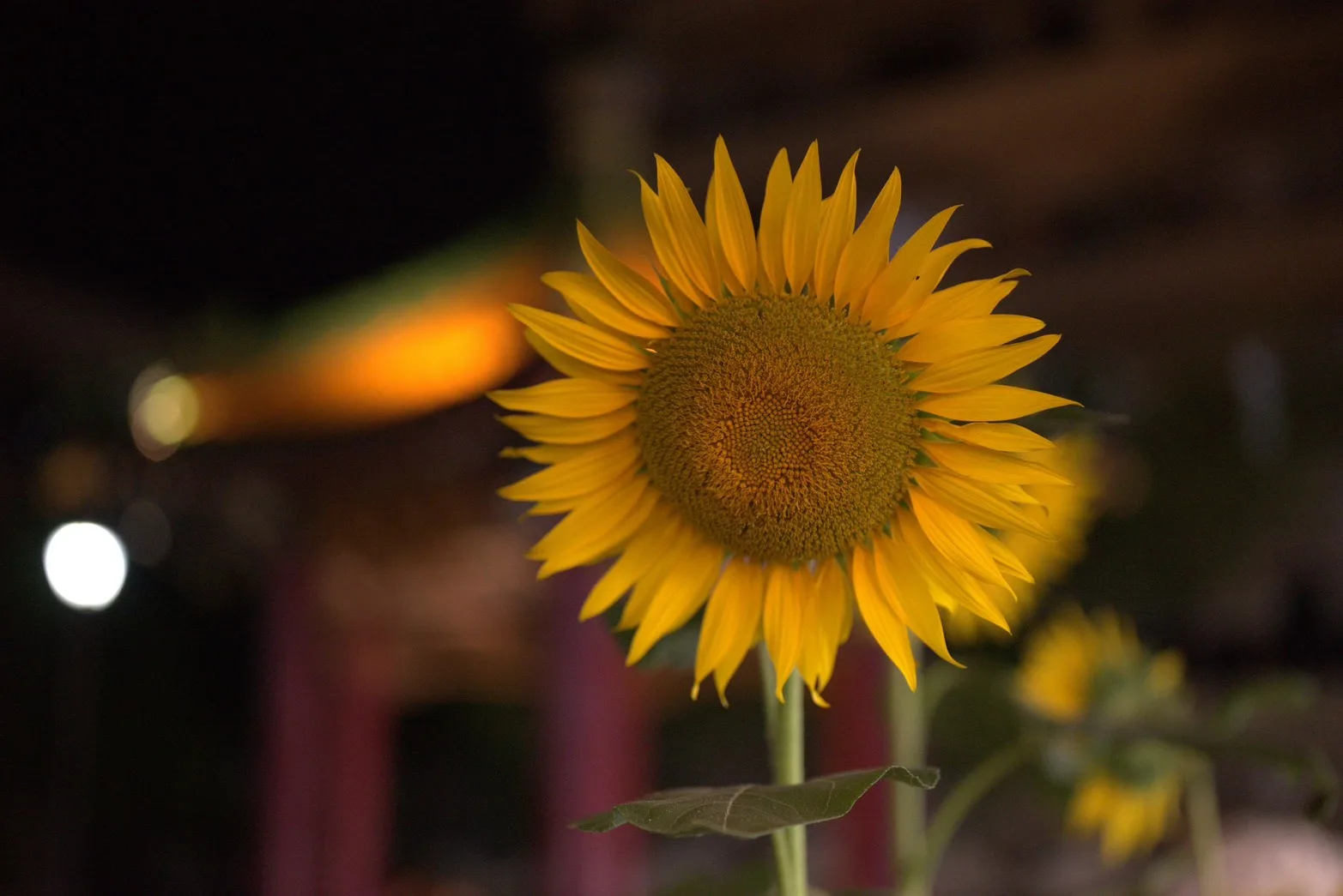 夜の中華街で背景を大きくぼかして撮影したひまわりの一輪