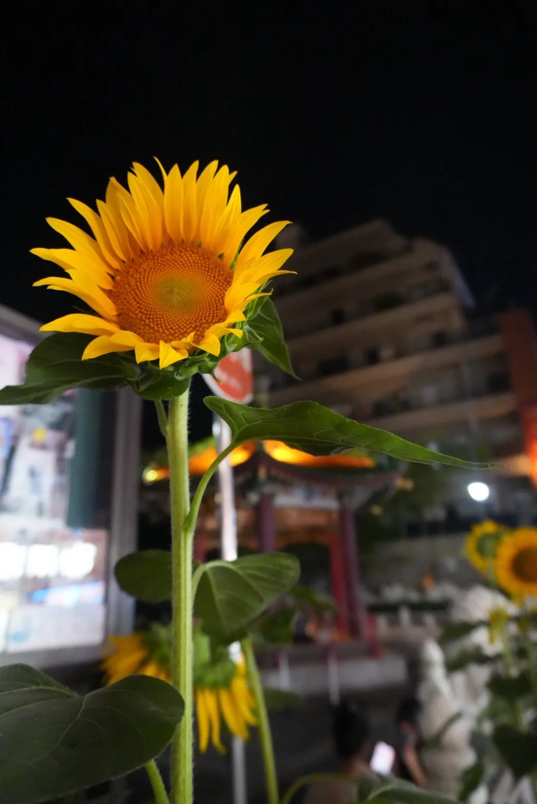 夜の中華街で街灯りを背景に咲くひまわり