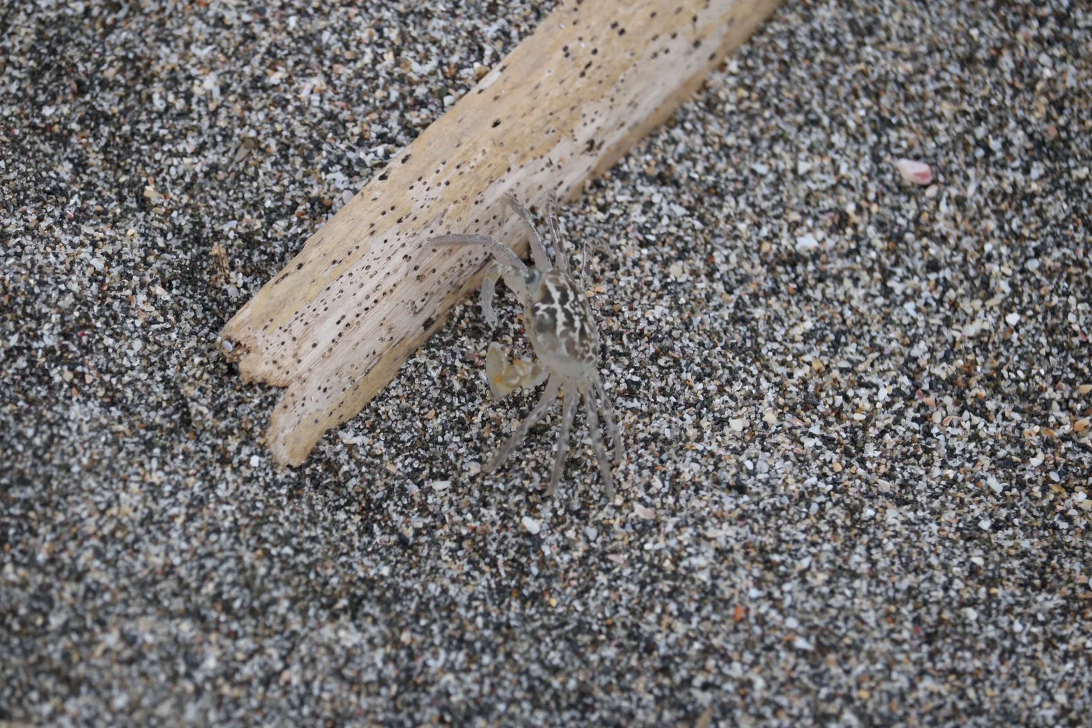 砂浜の流木のそばにいる小さなカニのクローズアップ