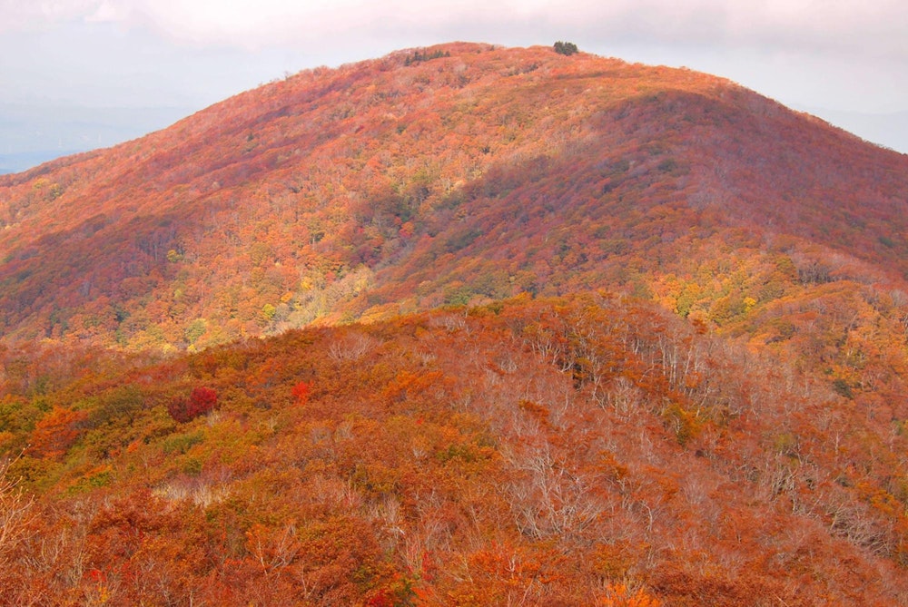 比婆山（広島県・島根県）｜紅葉の見頃は例年10月中旬〜11月上旬