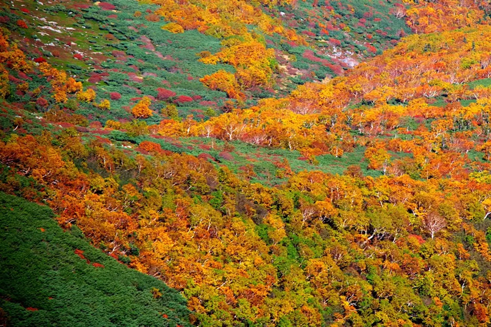 乗鞍岳（長野県・岐阜県）｜紅葉の見頃は例年9月下旬〜10月上旬