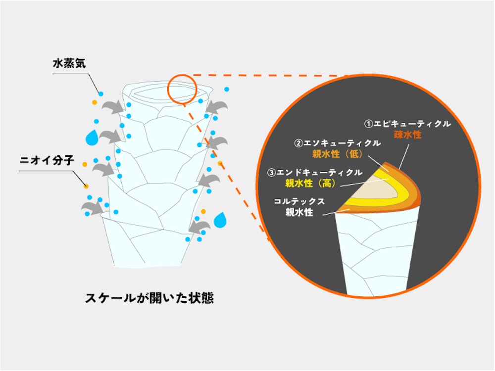 地球想いで高機能!最新サステナブル素材のベースレイヤーを愛用者が骨太レビュー