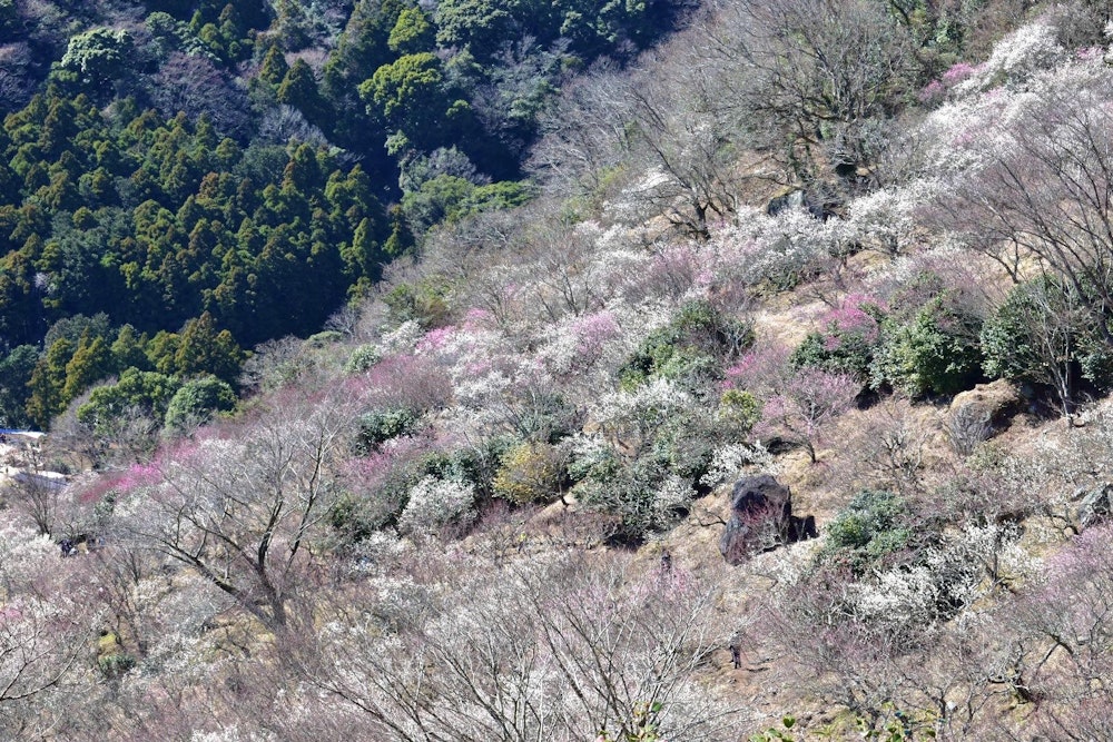 幕山（神奈川県）｜相模灘を一望する稜線と紅白梅を楽しむ