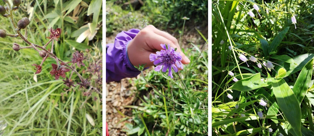 活動日記には登山中に見つけた様々な植物が並ぶ