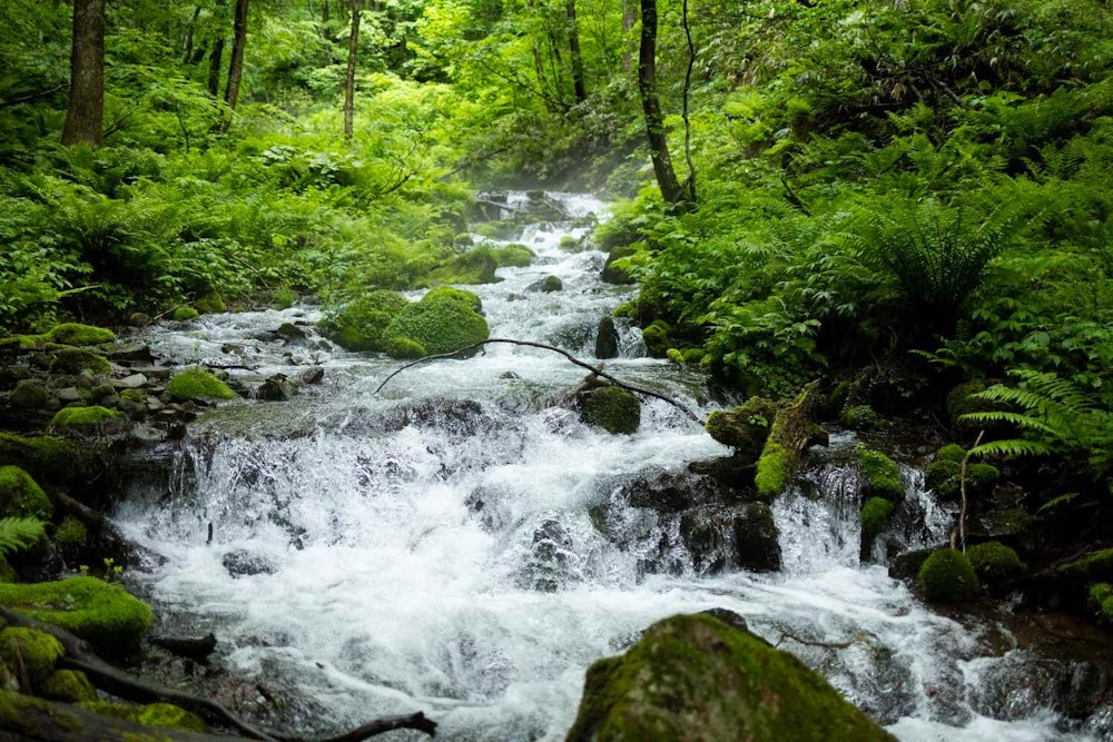 100年先も「本沢川登山道」をおもしろいトレイルに！｜奥信濃100実行委員会