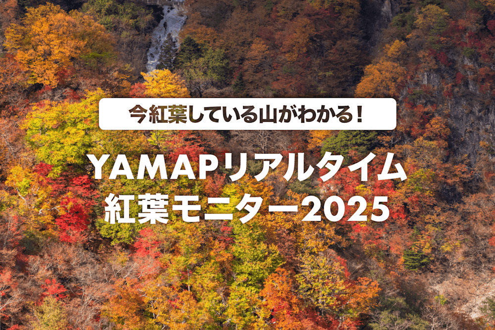 リアルタイム紅葉モニターを活用しよう！
