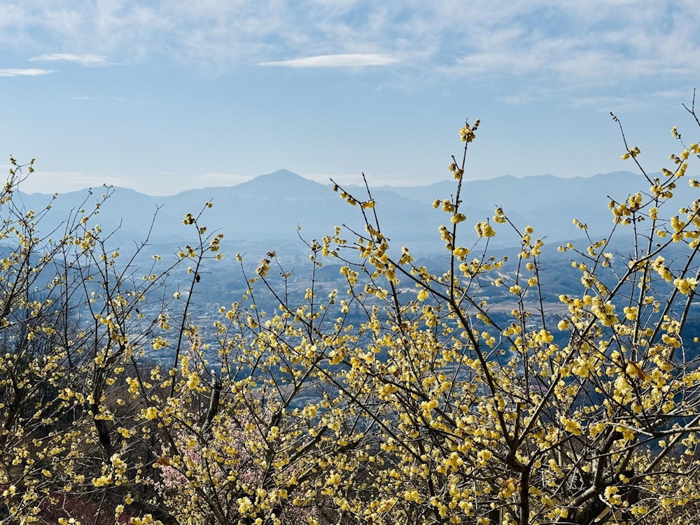 宝登山（埼玉県）｜秩父地方を代表する霊山に漂う芳香