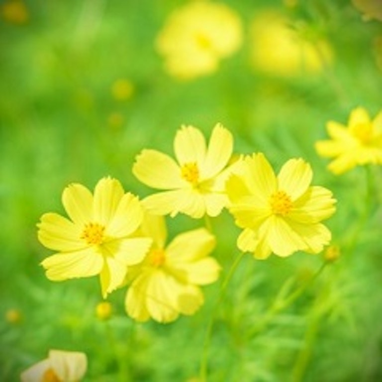 電話占い花菱 昭竜 桃香