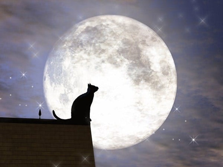 みんなの電話占い 心月