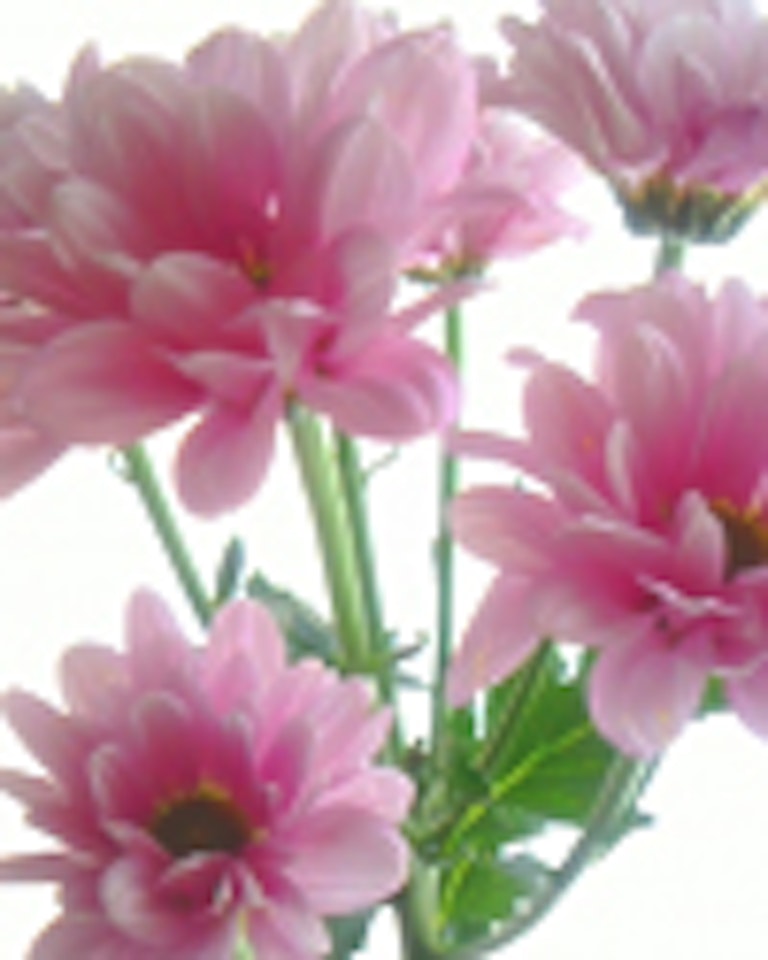 電話占い紫苑（しおん） 琴菊