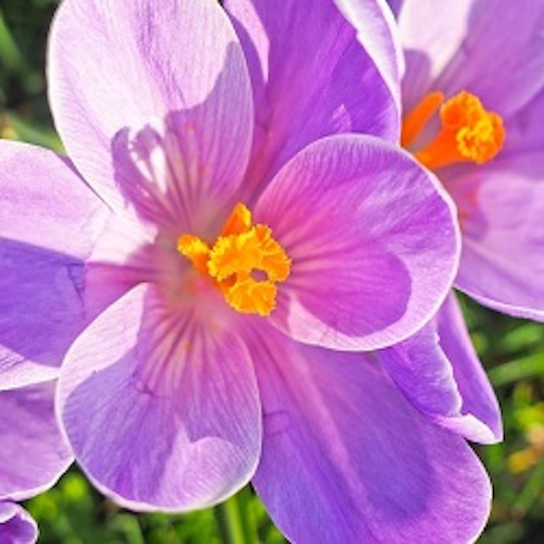 電話占い花菱 彩愛院藤花