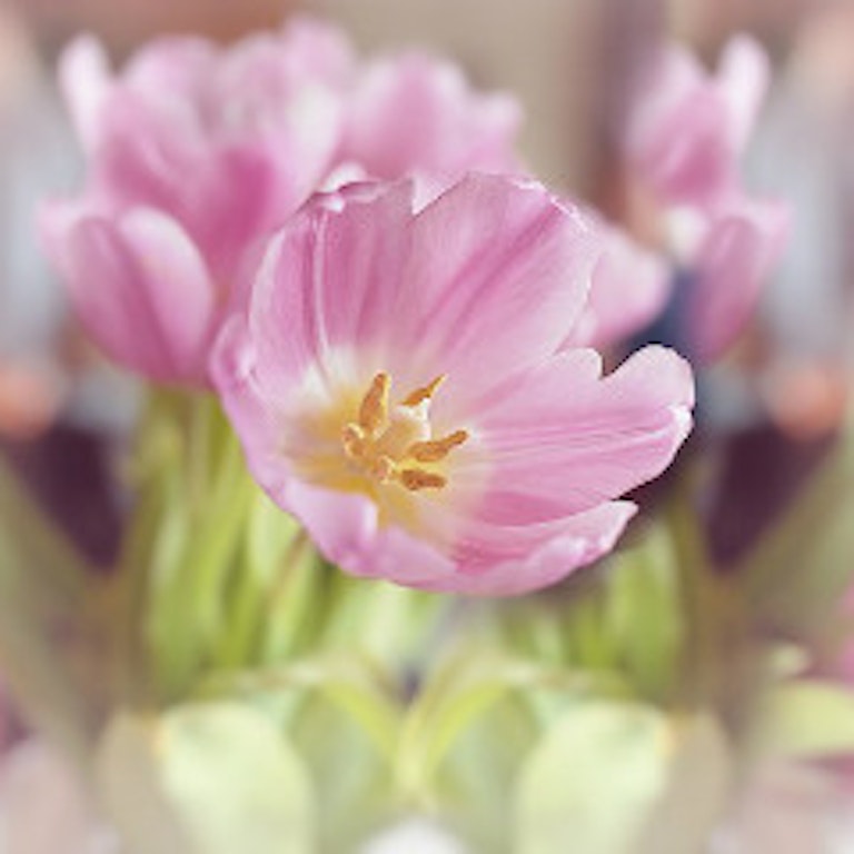 電話占い花菱 道元花榮良