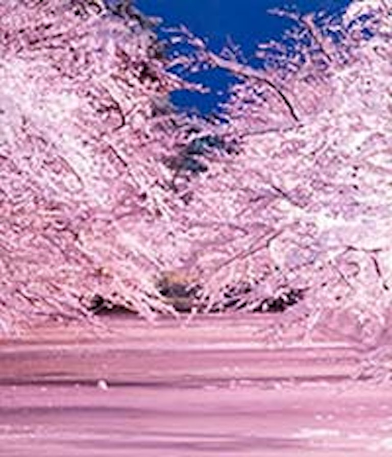 電話占いフィール 聖子