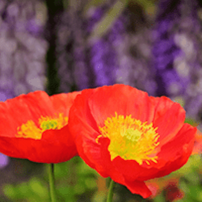 電話占いラフィネ 紅湖