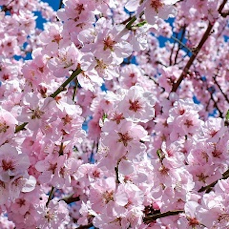 電話占い花菱 山入端 桜子（ヤマノハ サクラコ）先生