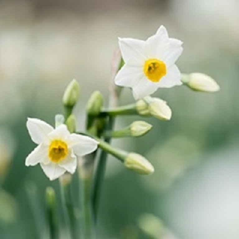 電話占い花菱 香月 逢花