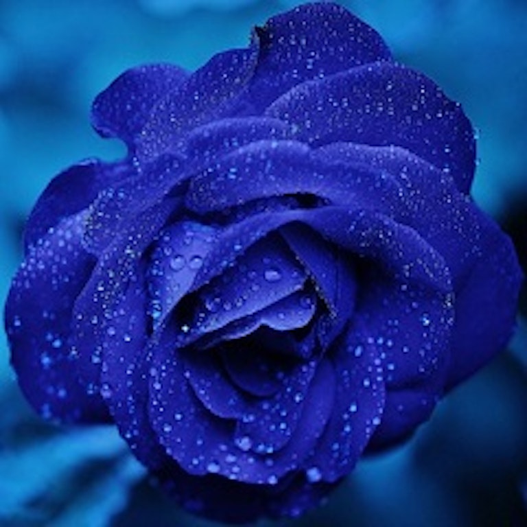 電話占い花菱 神楽坂明日菜