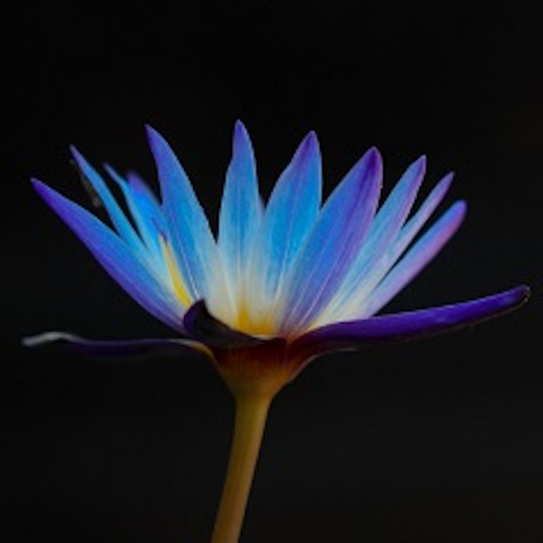 電話占い花菱 榊薔薇 章能