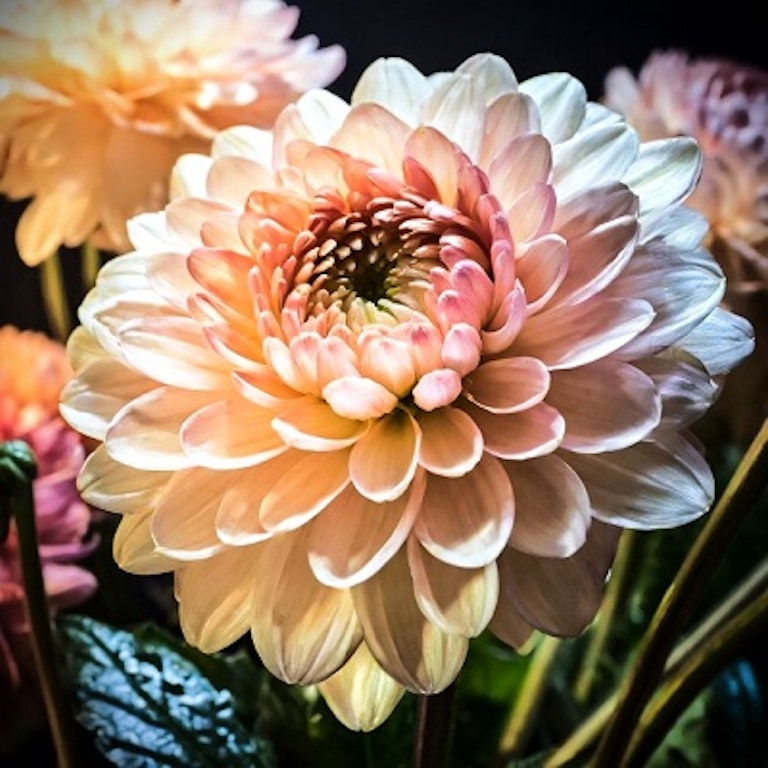 電話占い花菱 神屋敷 祈叶