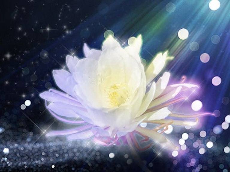 みんなの電話占い 涼花