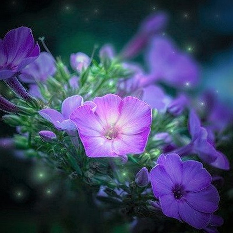 電話占い光華 桜華