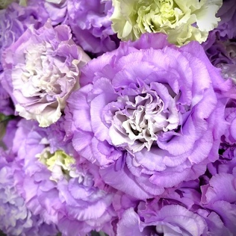 電話占い光華 紫羅