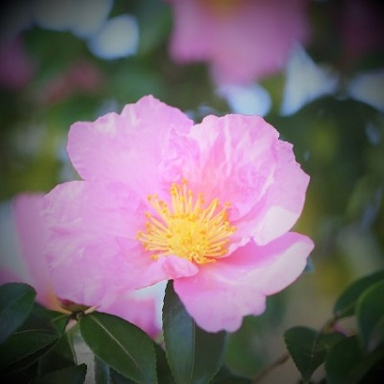 電話占い花菱 橘 ゆず葉